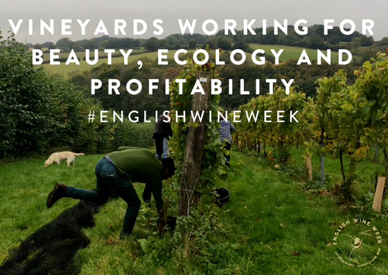 soilmentor's tweet image. Growing grapes &amp;amp; making wine in harmony with nature, without compromising the bottom line. Read about the #vineyards with an #ecological mindset: vines.sectormentor.com/english-wine-w…
#EnglishWineWeek #biodynamic #organic #naturalwine #organichour