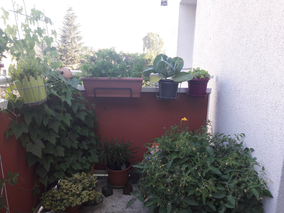 Nicht nur uns gefällt der #Dauersonnenschein. Auch das #Gemüse auf dem #Balkon fühlt sich #pudelwohl. Wir freuen uns über #Bilder deiner grünen #Oase 😊!