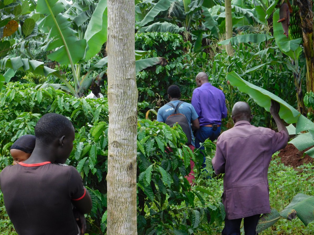 Uganda,  June 7, 2018 #Agroecology #FoodSovereignty #PeasantRightsNow! Right to land &amp; peasant seeds critical to feeding the world: Without land &amp; seeds, its difficult to build knowledge &amp; innovate ways in harmony with nature &amp; their farmers’ livelihoods- said Ugandan peasants