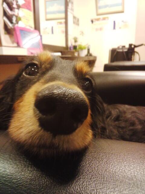 Ktkr0125's tweet photo. ダッシュ
色んな人に可愛がってもらえてよかったな！13年間色々思い出ができてよかったよ！写真だと本当に寝てるようにしか見えないから起きてくるんじゃないかって思ってるよ
今までありがとな！安らかに眠ってね！ https://t.co/cahcMOrdeF