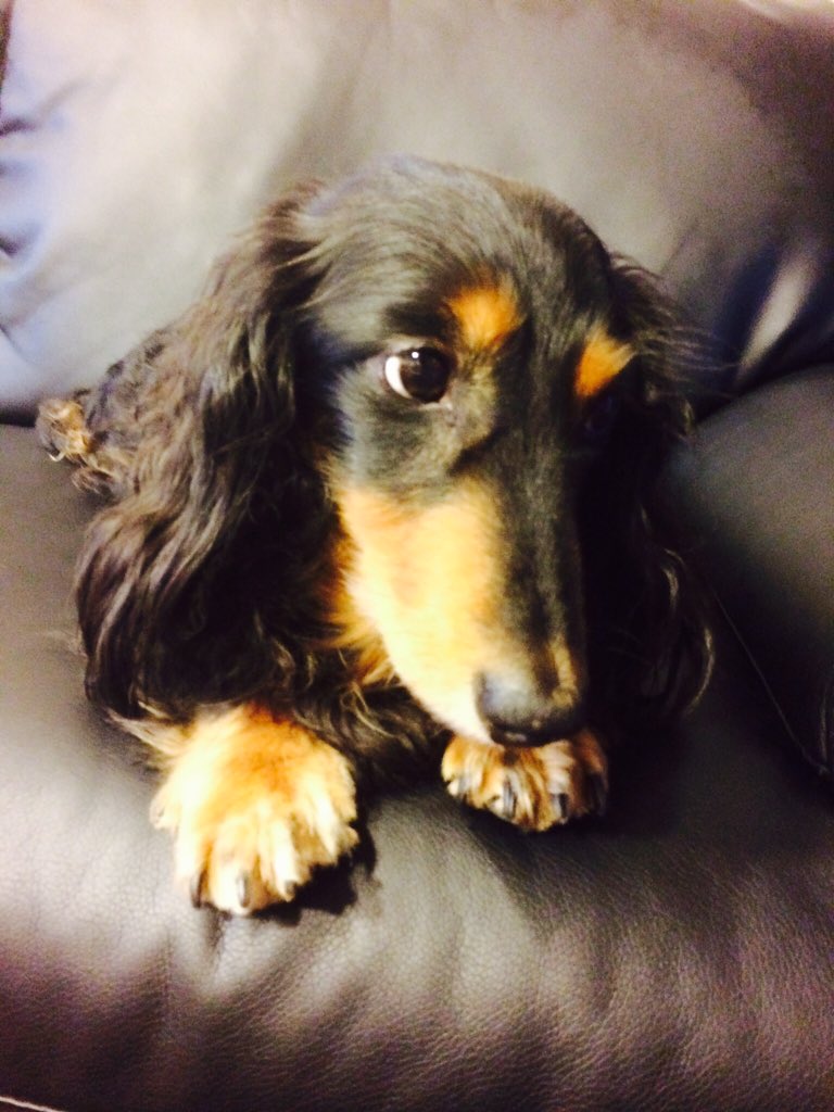 Ktkr0125's tweet photo. ダッシュ
色んな人に可愛がってもらえてよかったな！13年間色々思い出ができてよかったよ！写真だと本当に寝てるようにしか見えないから起きてくるんじゃないかって思ってるよ
今までありがとな！安らかに眠ってね！ https://t.co/cahcMOrdeF