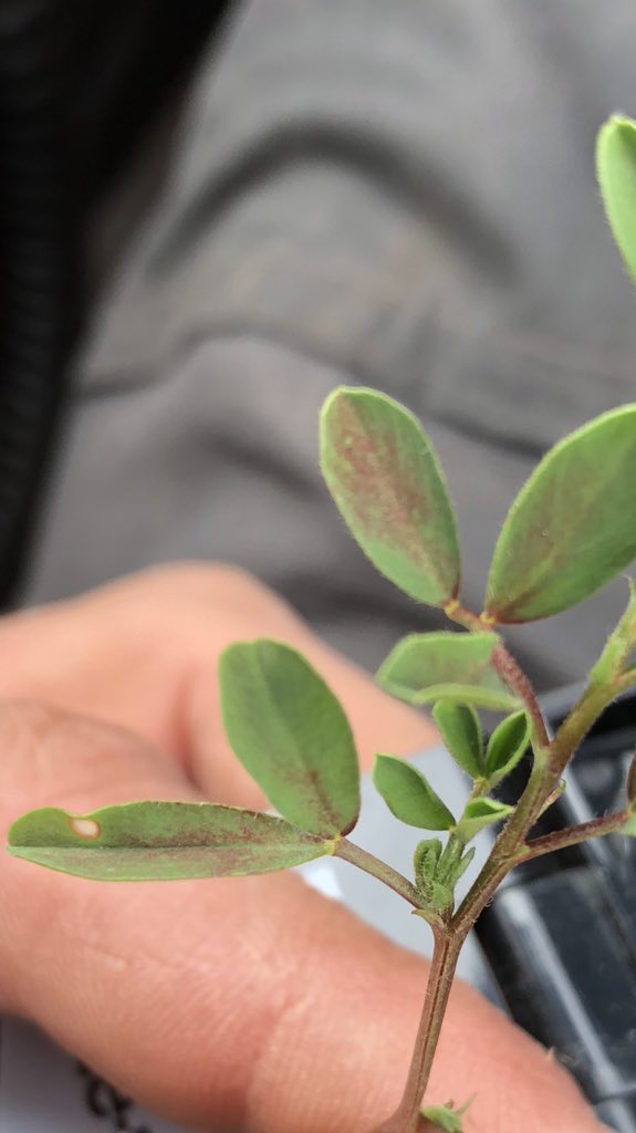 Early stage of ascochyta development in Hurricane lentils. Will need robust fungicide regime.