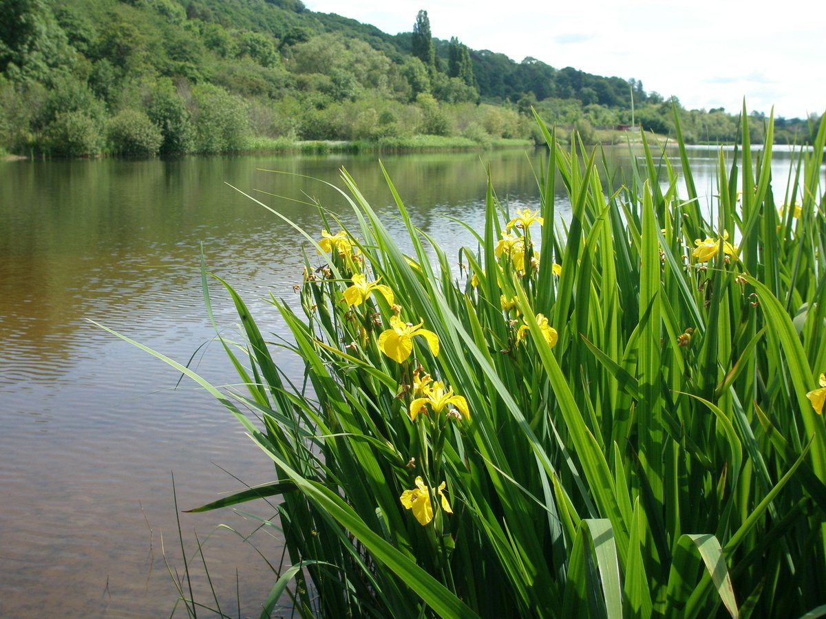 Herefordshire Wildlife Trust on Twitter: "Bodenham Lake Nature Reserve Open  Day this Saturday! Guided walk around the reserve, orchard talk, WildPlay  for children, and of course the beauty of Bodenham lake in