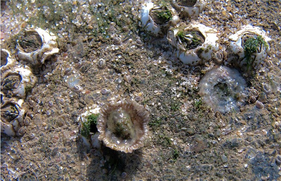 ecoastresearch's tweet photo. Check @faassemarco, our taxonomist, newly discovered #invasivespecies in the #Netherlands : #barnacles &amp; #amphipods
https://t.co/81al1aHrcW … https://t.co/qOj5uT658x
