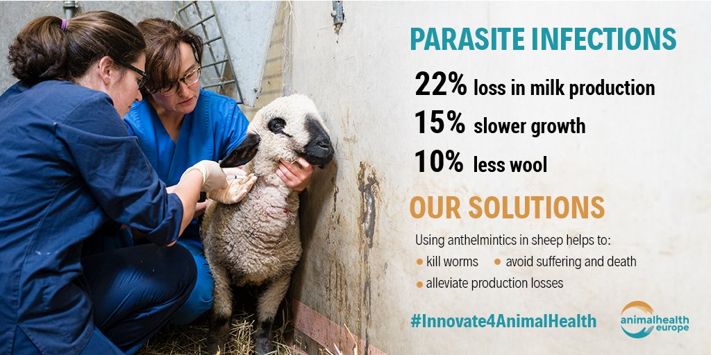 animalhealthEU's tweet photo. Innovations in #AnimalHealth have so many benefits for animals and farmers.
Here's just one example
#Innovate4AnimalHealth https://t.co/sZXVf6tFXi https://t.co/Fk3cOe5M06