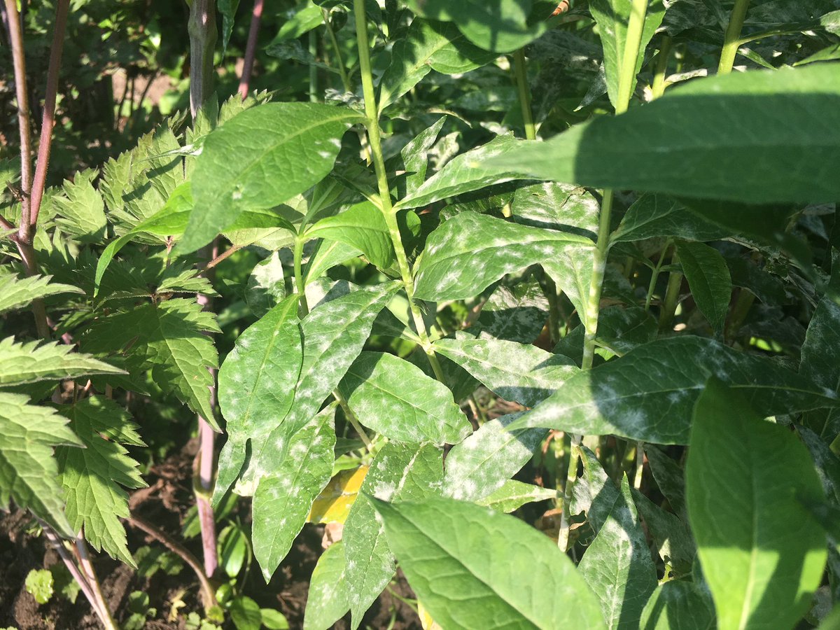 maikekaspers's tweet photo. Meeldauw!! Lees hoe je het herkent, hoe je het voorkomt en hoe je er vanaf komt!
https://t.co/DV6J7NYbP7 
#meeldauw #tuin #tuintip #blog #ziekte #schimmel #help #gratis #informatie https://t.co/yhssn3hney