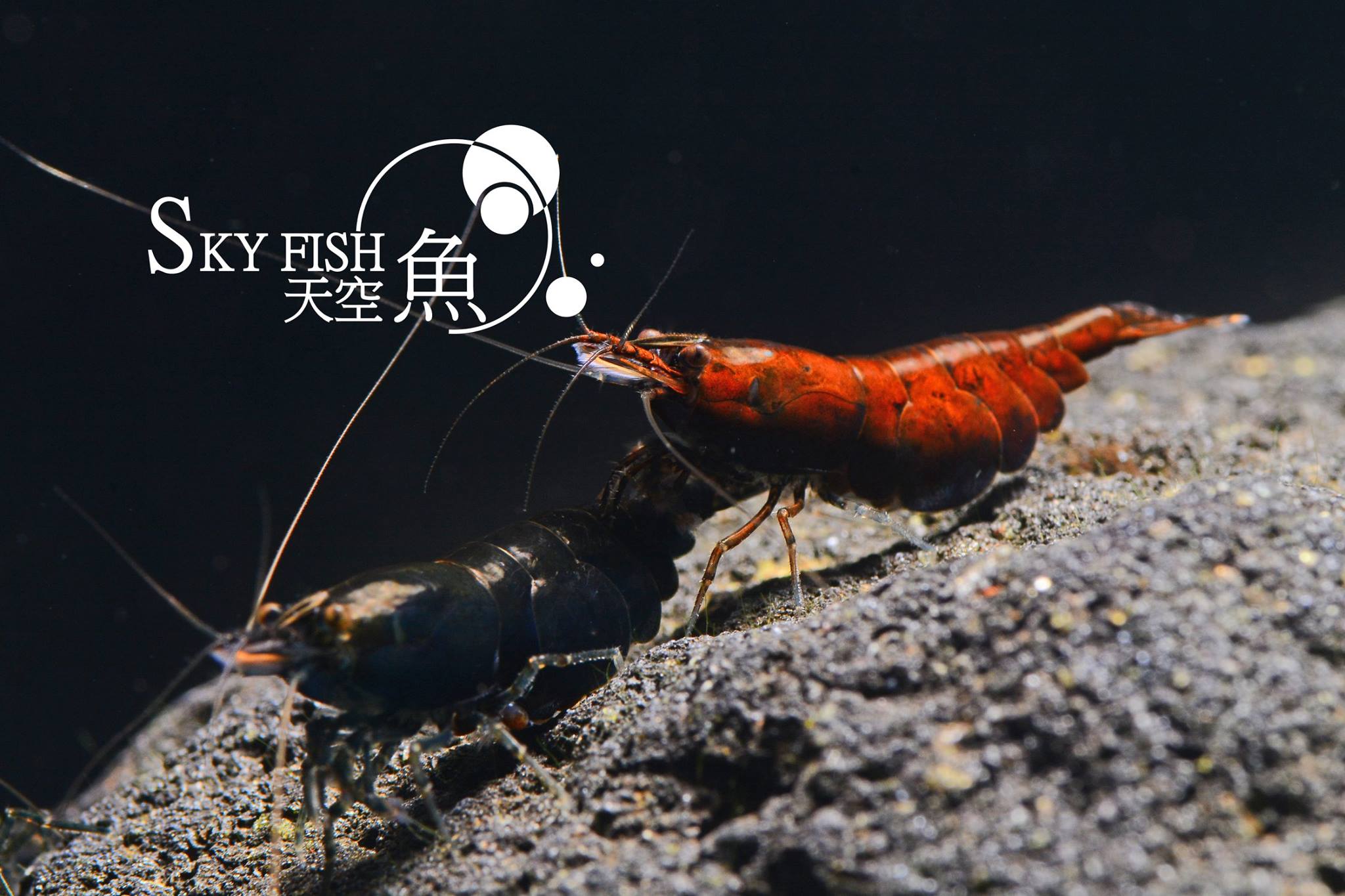 Skyfish on Twitter: "NeoCaridina in Skyfish ---- Red Onyx Shrimp!! Also named Bronze shrimp. must be specially selected from NeoCaridina the process is complicated. Features a deep burgundy body with
