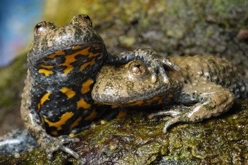 radio_ondaine's tweet photo. #SOSNatureEnvironnement, par #RadioOndaine et #FRAPNA, tout sur les anoures,grenouilles, rainettes vertes, alytes accoucheurs et sonneurs à ventres jaunes ( par ailleurs très jolis avec leurs pupilles en forme de cœur). 90.9 Fm ou https://t.co/BnEiPvGlIZ jeudi 07 Juin à 11h30... https://t.co/3XOTxZdtXp