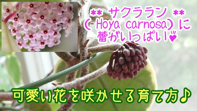 いつの間にか62歳 当年とって67歳 ホヤ サクララン の育て方第２弾を Upしました まだ 開花はしていないのですがｗ 開花真近の蕾から 今年延びたツルの新しい花座までの 段階を紹介しています 観葉植物 ホヤ サクララン 可愛い 花