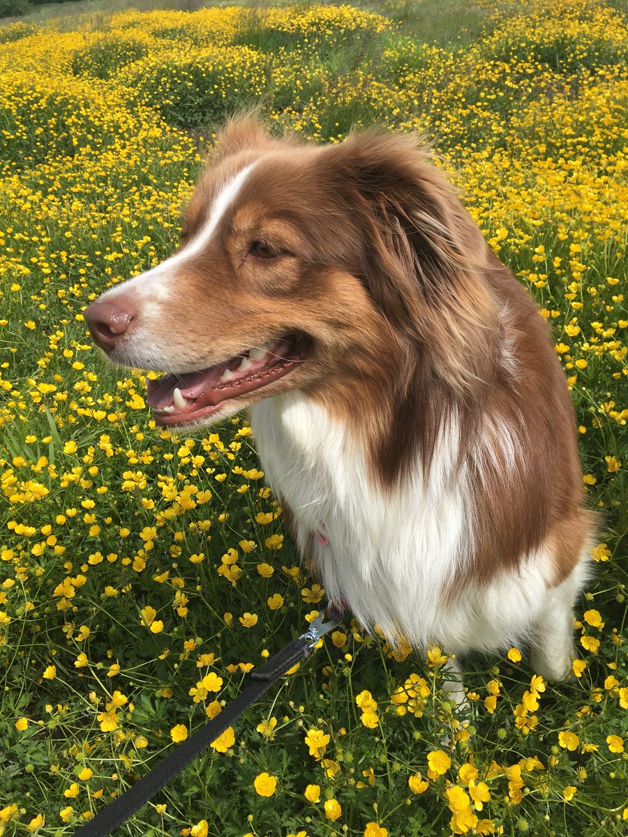 jjoeldritch's tweet photo. we found a field of flowers https://t.co/DbmVaxhhcP