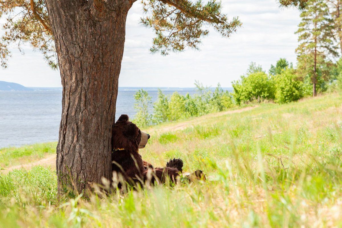 Such a nice day for the resting on the sun 😌

#irruanworkshop #fursuiting #fursuit #furrybear