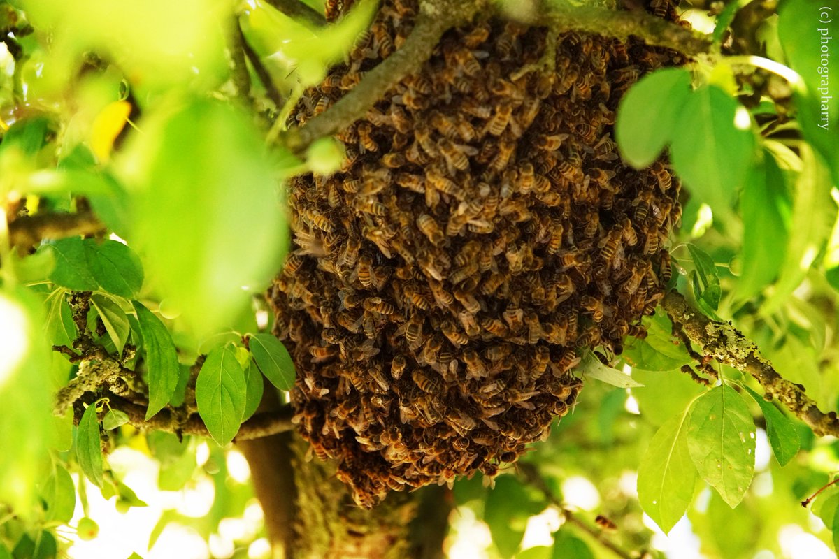 HarryPastoor's tweet photo. #Beesnest #Bijen #photographarry #nofear @SonyNederland  @SonyAlpha  #sony68 #sigma 17 - 70 1: 2.8 4 DC (c) #sonyfotograaf @Sony #Imker #sonyphoto #holland #NaturePhotography  #nature @BuitenGewoonGLD  @MooiAchterhoek #insect #bijenvolk https://t.co/Z1Q3bGg2hY