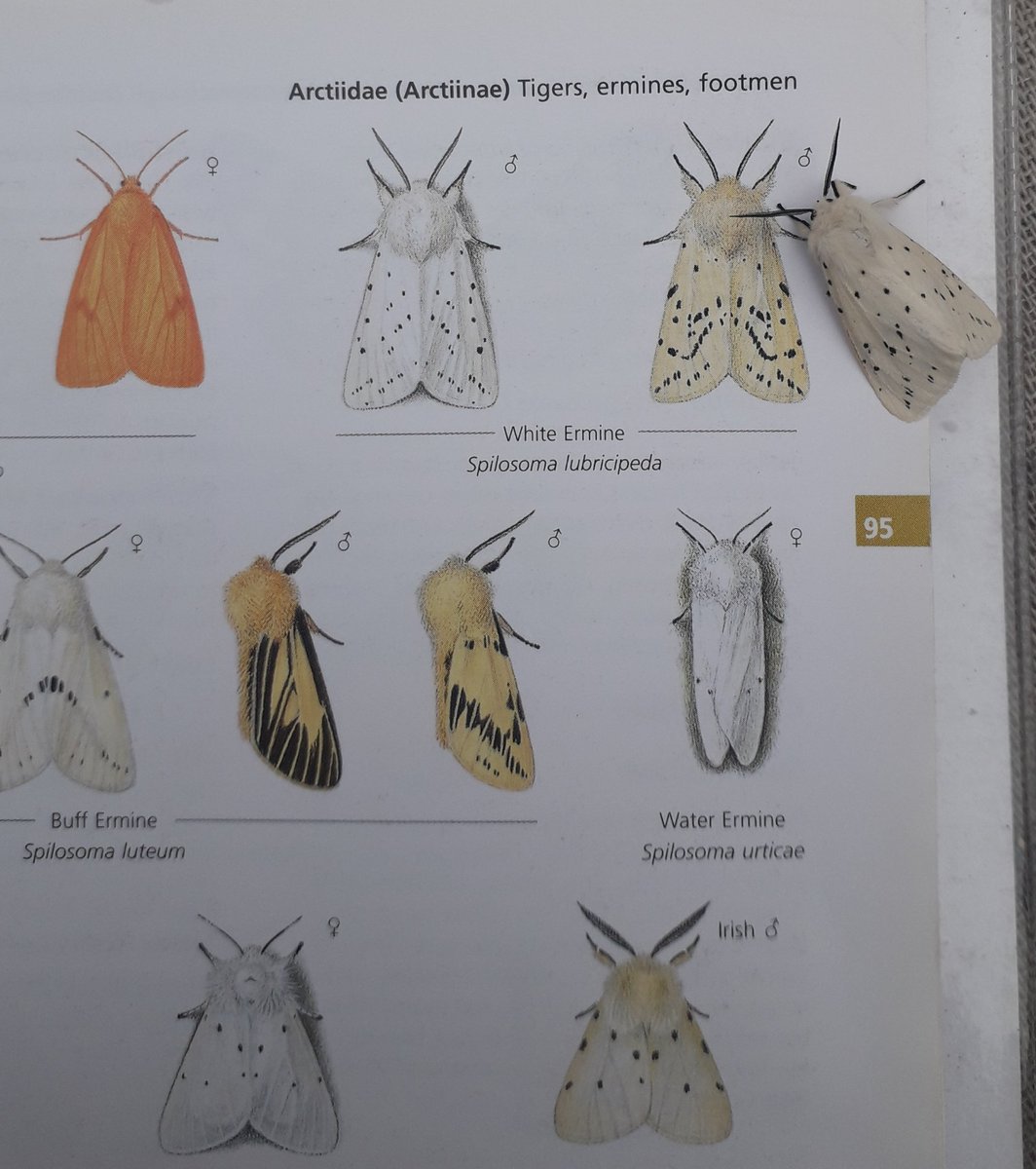 _TomSimpson's tweet photo. #30DaysWild day 6 and 7, overnight under the stars, wild camping at @KneppSafaris followed by a morning moth trap. This one landed straight on the book, still not sure what it is. #mothursday #teammoth https://t.co/JvSG38emxx