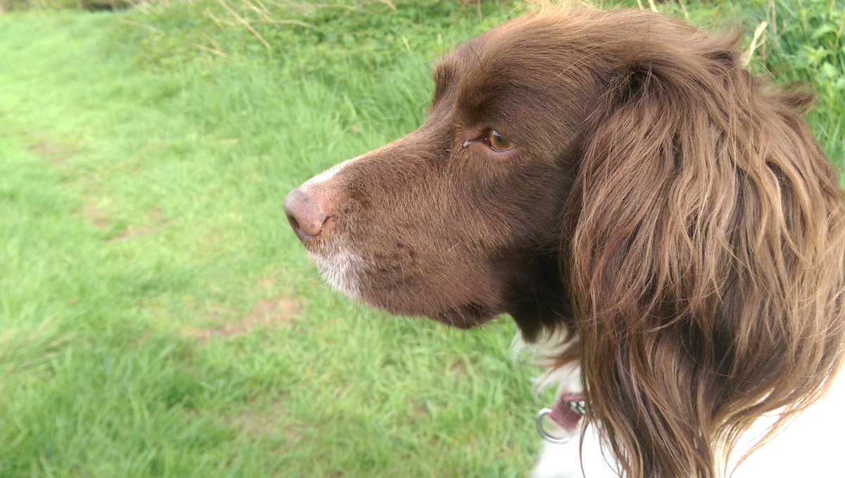 SwindonCouncil's tweet photo. It's a legal requirement to have any dog over the age of eight weeks microchipped in England and Wales. Donโt get caught out, the maximum penalty for not microchipping your faithful friend is ยฃ500.
#MicrochipMonth https://t.co/3GpyXeXKrK