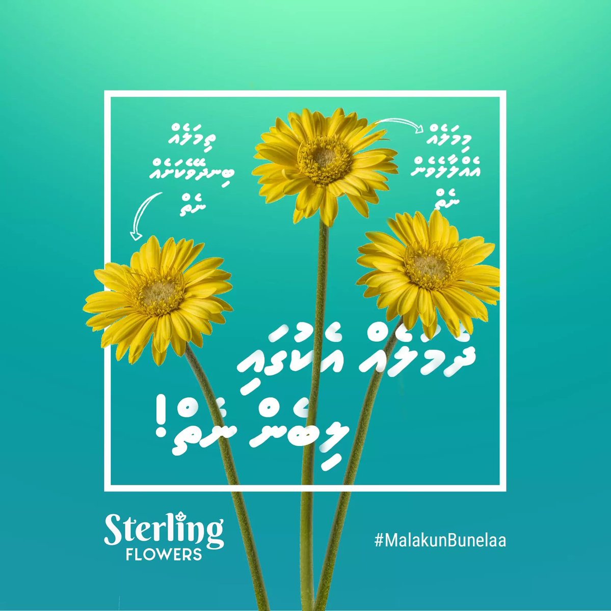 sterling_flower's tweet photo. Get two separate bouquets instead. Problem solved! 

#MalakunBunelaa 🌼 https://t.co/btR228ELin
