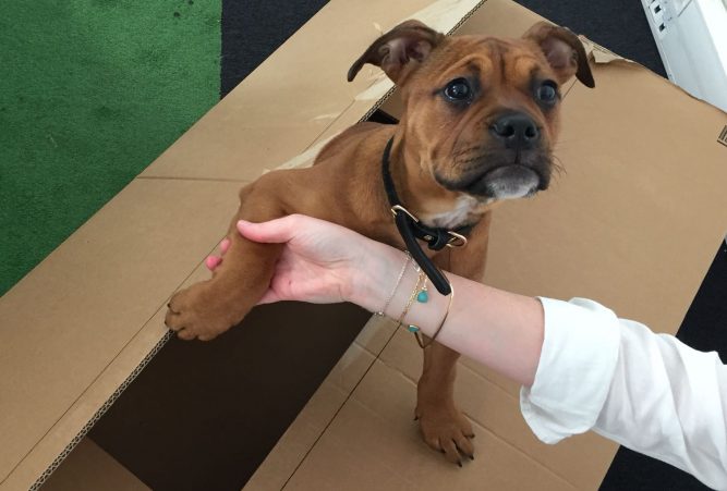 NatGeolocaux's tweet photo. Pour une meilleure #QVT, amenez votre chien au bureau #dogs #dogoffice https://t.co/zjW7IzLuwG https://t.co/okHDQCiHTK