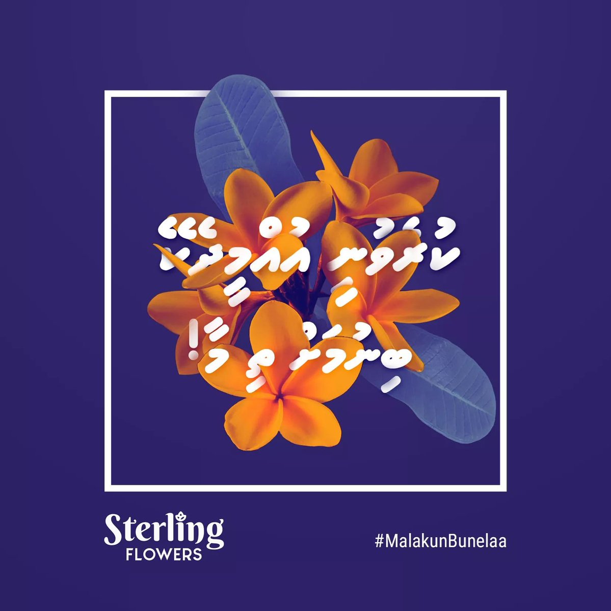 sterling_flower's tweet photo. Where flowers bloom, so does hope.

#MalakunBunelaa 🌼 https://t.co/FhGVOMDiQr