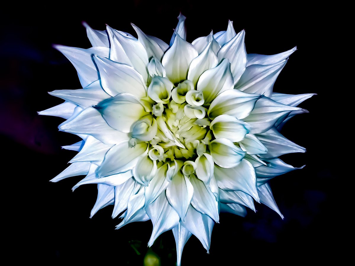 SdPhotography22's tweet photo. Shot on Lenovo A7000 (Edited)
#Aperture f/2.2 #ISO100
#Nature #Sunny #Blue&White
#ProfessionalMode #Beauty
#Dahlia #Flower #photography
#DaylightShot
#Snapseed #PhotoshopExpress
#CameraFV-5 https://t.co/ie4kuyF5yx