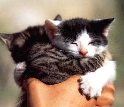 kittenjm's tweet photo. 🐱♥️☁️

#FakeLove9thWin https://t.co/mrbIGT6S55