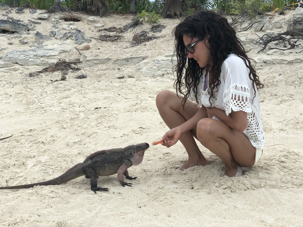 fbelussi's tweet photo. Basta oziare al sole, andiamo a scoprire gli animali delle Bahamas, iniziamo con le iguane 🦎 si sono lasciate accarezzare! Hanno la pelle secca e ruvida, strana sensazione 😅 #TurtleViewExuma #explorethebahamas #exuma #bahamas #travelgirl #iguana #francescabelussi https://t.co/ZzLgO5MPDb