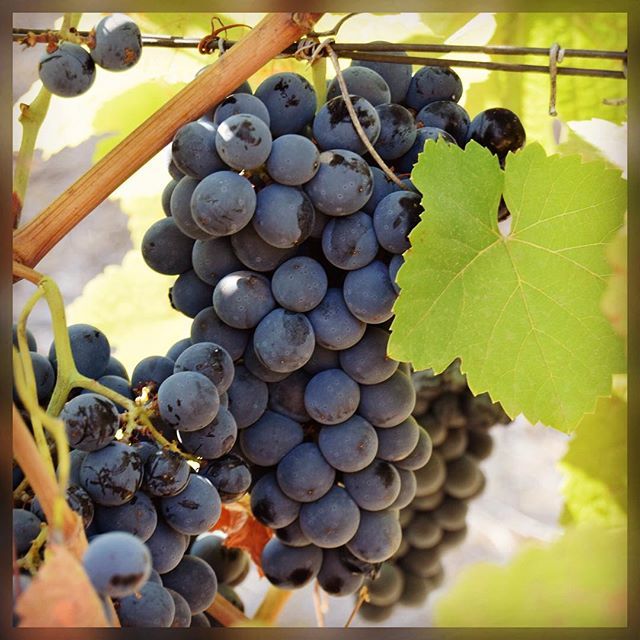 winevoo_'s tweet photo. ... #smallproducersgreatwines #evoo #nyiooc2018 @emporiogouveia #emporiogouveiablackbottle #azeiteemporiogouveia #evoopraemium #offthewall https://t.co/EAEpnDEj0R https://t.co/5fLgQ0l2k2