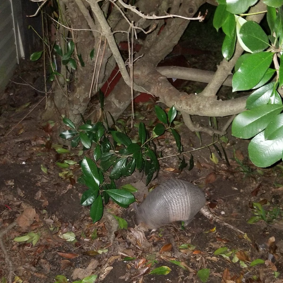 MuddyPugJeeper's tweet photo. Oh my goodness!!!  I hear this soft squeaking kind of noise, and then I hear something in the leaves under my bathroom window, so I use tge flashlight app and see this little guy rooting around in the yard..I think I will name him Grover..he is a noisy little guy https://t.co/oIBrSYULAT