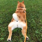 可愛すぎかよｗもふもふのお尻や毛がかわいい柴犬w