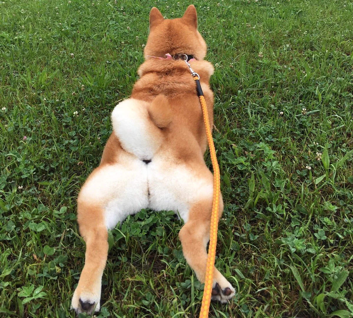 可愛すぎかよｗもふもふのお尻や毛がかわいい柴犬ｗｗ