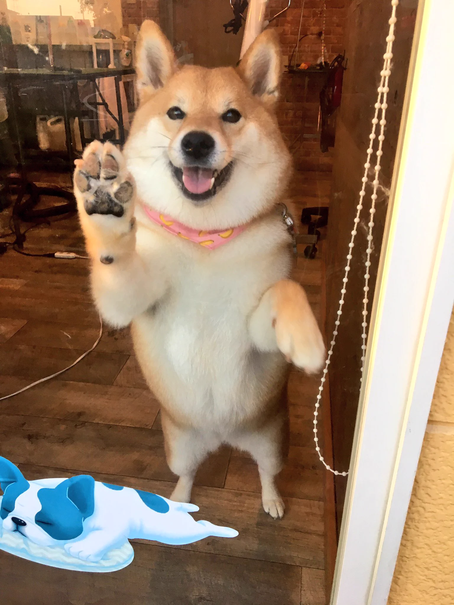 可愛すぎかよｗもふもふのお尻や毛がかわいい柴犬ｗｗ