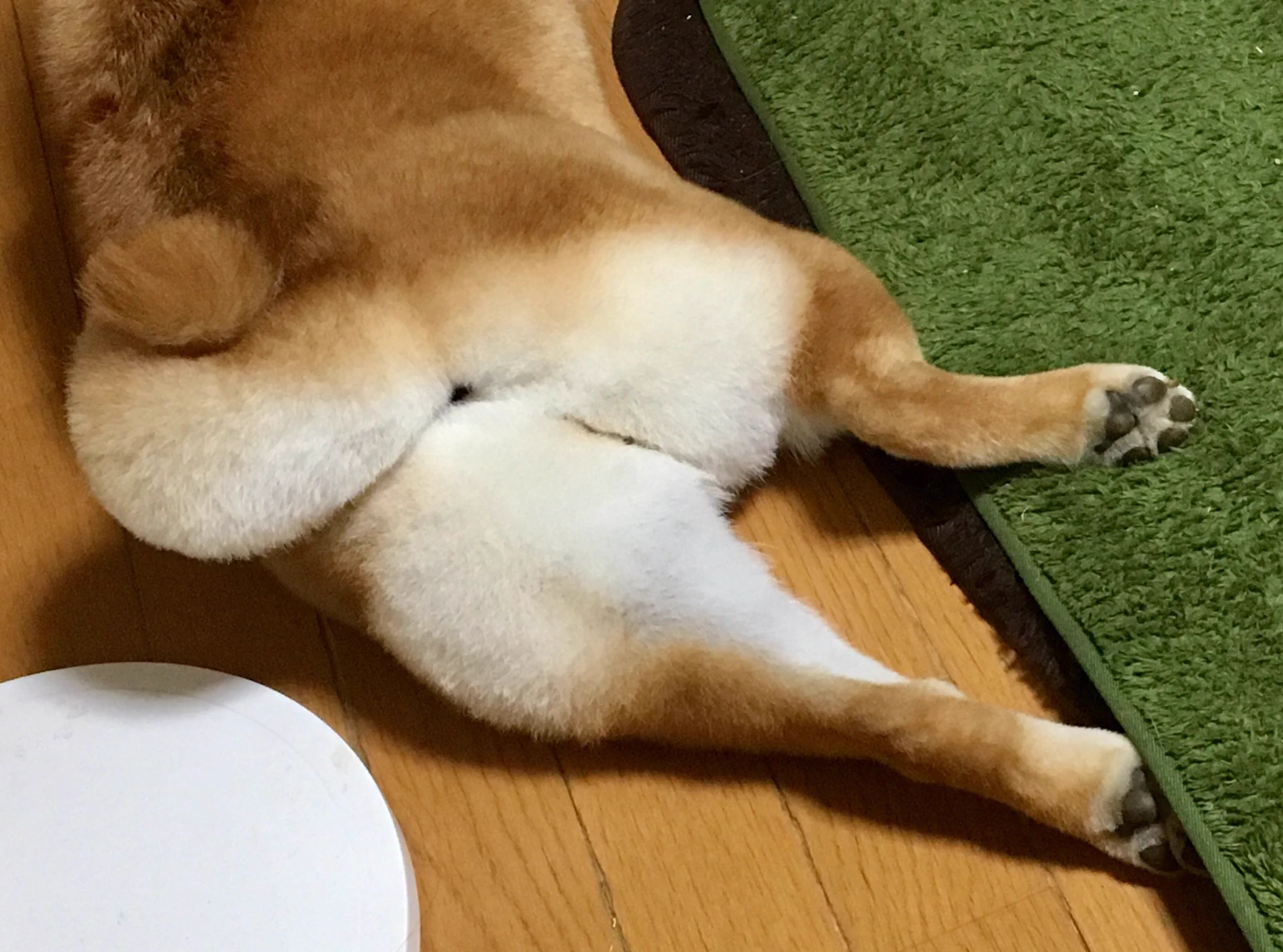 可愛すぎかよｗもふもふのお尻や毛がかわいい柴犬ｗｗ