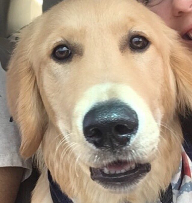 ObatesBates's tweet photo. Told Charlie that he was adopted.. he was shocked. https://t.co/aCh61g7v3d