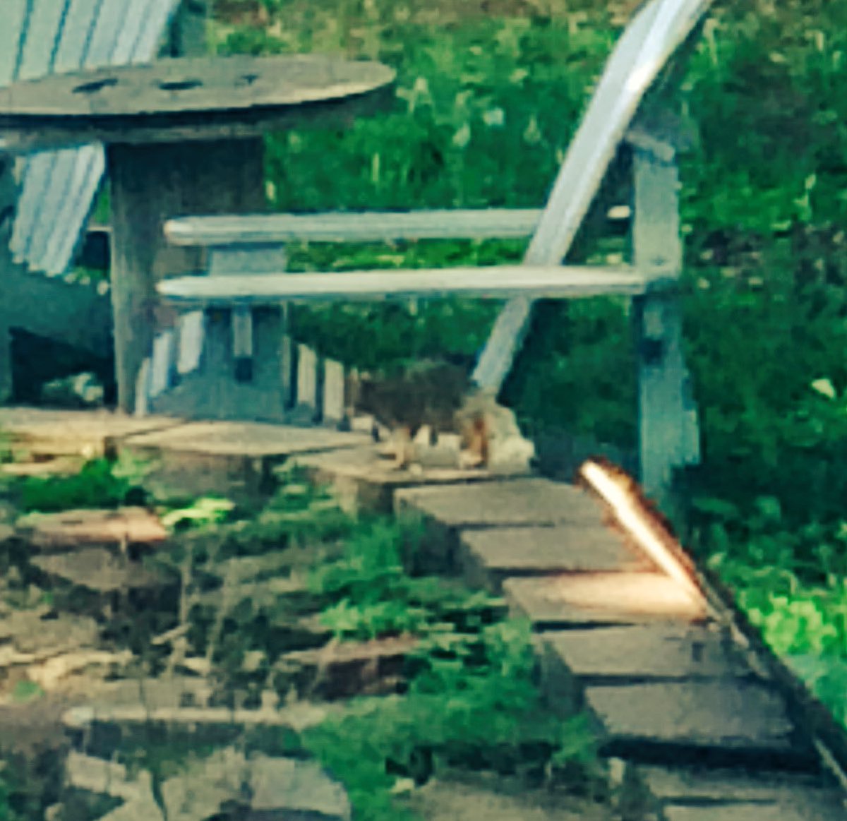 prosmokenophaze's tweet photo. You've just been blessed by the white tail squirrel (spiritual af) https://t.co/7aQjrJOZaQ