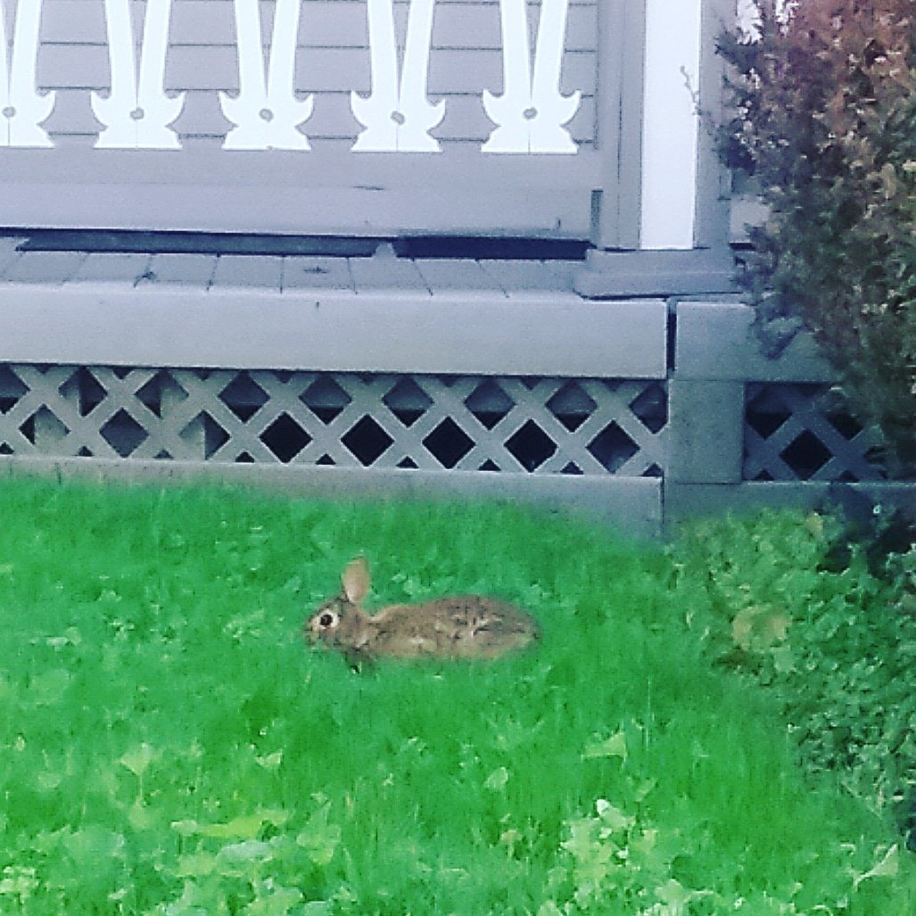 MagicalBuffet's tweet photo. Attention Internet. We have a bunny. I repeat, we have a bunny.
#outsidepet #bunny #rabbit #canikeepit https://t.co/m7EkBzV5at