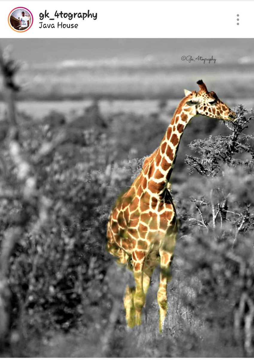 Reticulated/Somali/netted giraffe....#HaveFunWithGk
#MagicalKenya #TembeaKenya @OlPejeta #TreasureKenya #maasaimara #maratriangle #TBT