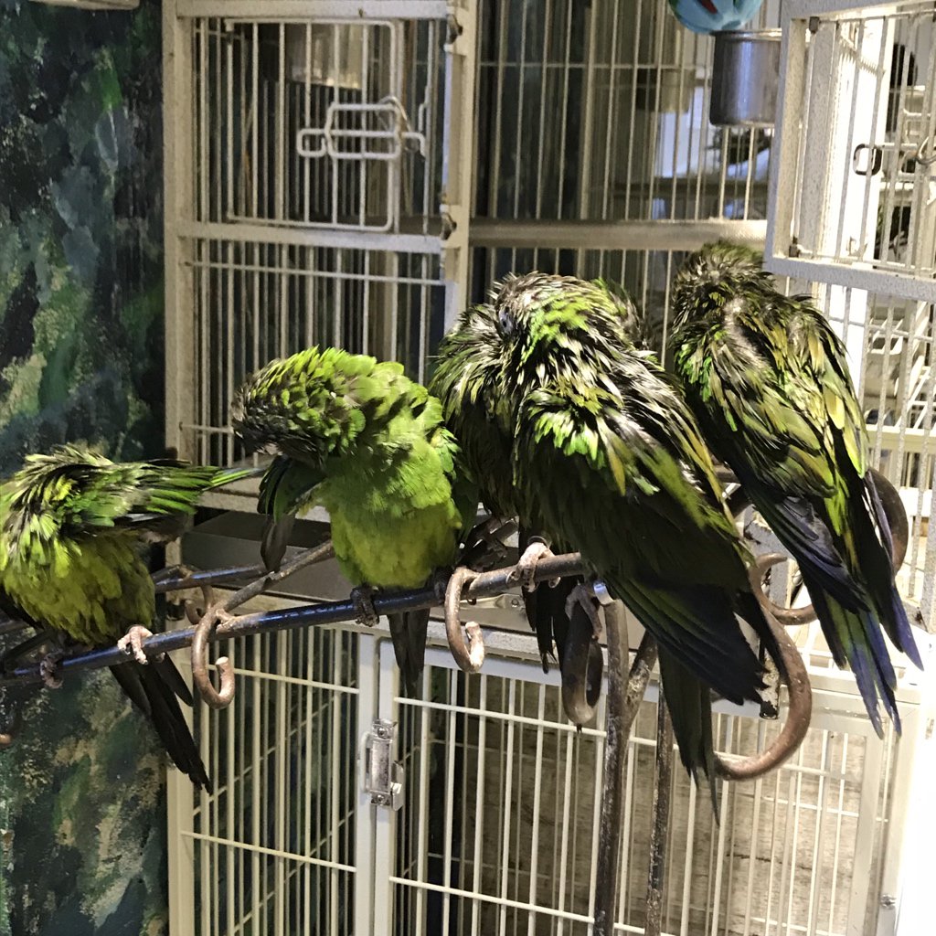 鳥を浴びてきた 