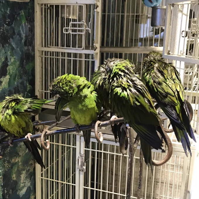 鳥を浴びてきた 