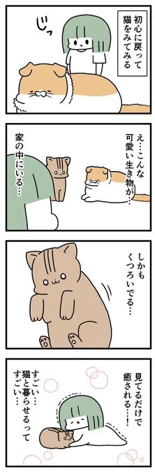 猫と暮らす 
 