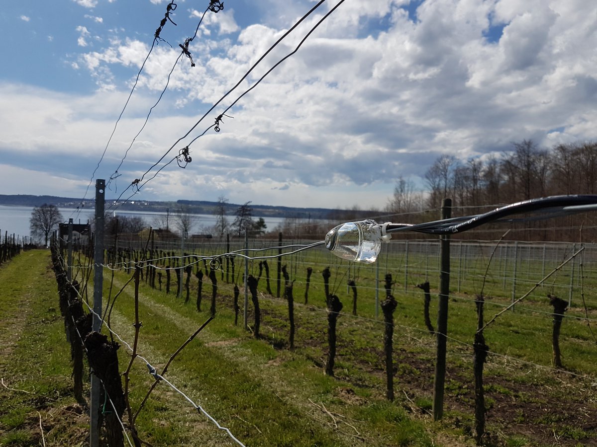 #SAPPHIRENOW Live Studio | Our Best in IoT feat. sensors in the vineyard at Markgräflich Badisches Weinhaus; with Andre Birrenbach, Dir. IT at Rotkäppchen-Mumm, and Ralph Moog, CEO at ITbyCLOUD!
Replay: bit.ly/2JjXKDe
#SAPByDesign <a href="/SAPCloudERP/">SAP Cloud ERP</a> <a href="/SAPMidsize/">SAPMidsize</a> <a href="/SAPSmallBiz/">SAP Small Business</a>