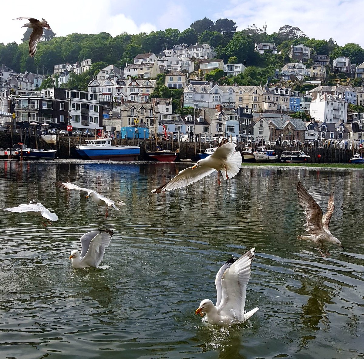 RebeccaKitney's tweet photo. After a day crabbing in #Looe #Town, the #seagulls were treated to some leftover bait for a fab #photoshoot.
#Cornwall #Holiday #Home #AllyearRound https://t.co/Bb4NBVM9ET