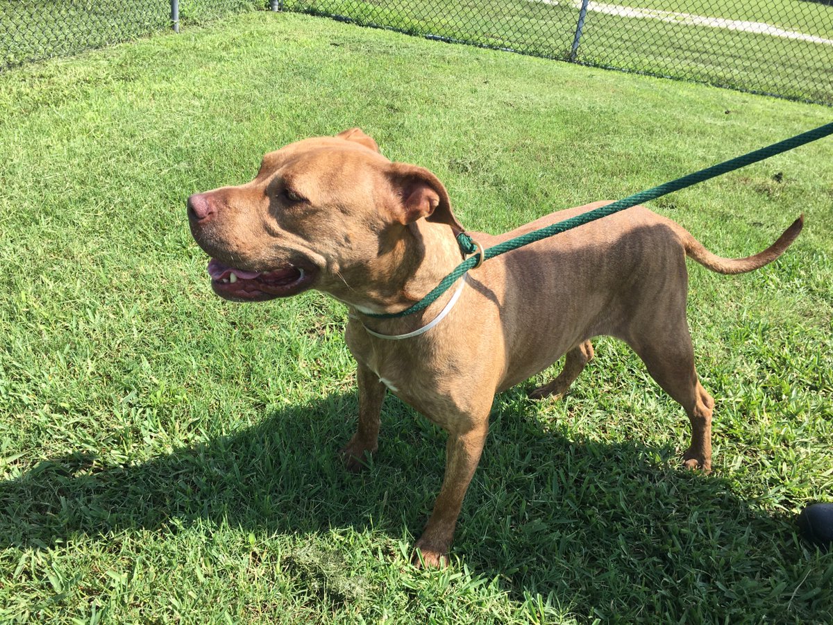 LuManderville's tweet photo. Sheena is ready for her forever home. #AdoptAPet #SpaceCoast https://t.co/FXHv6rozhl https://t.co/Cet1n6YFr3