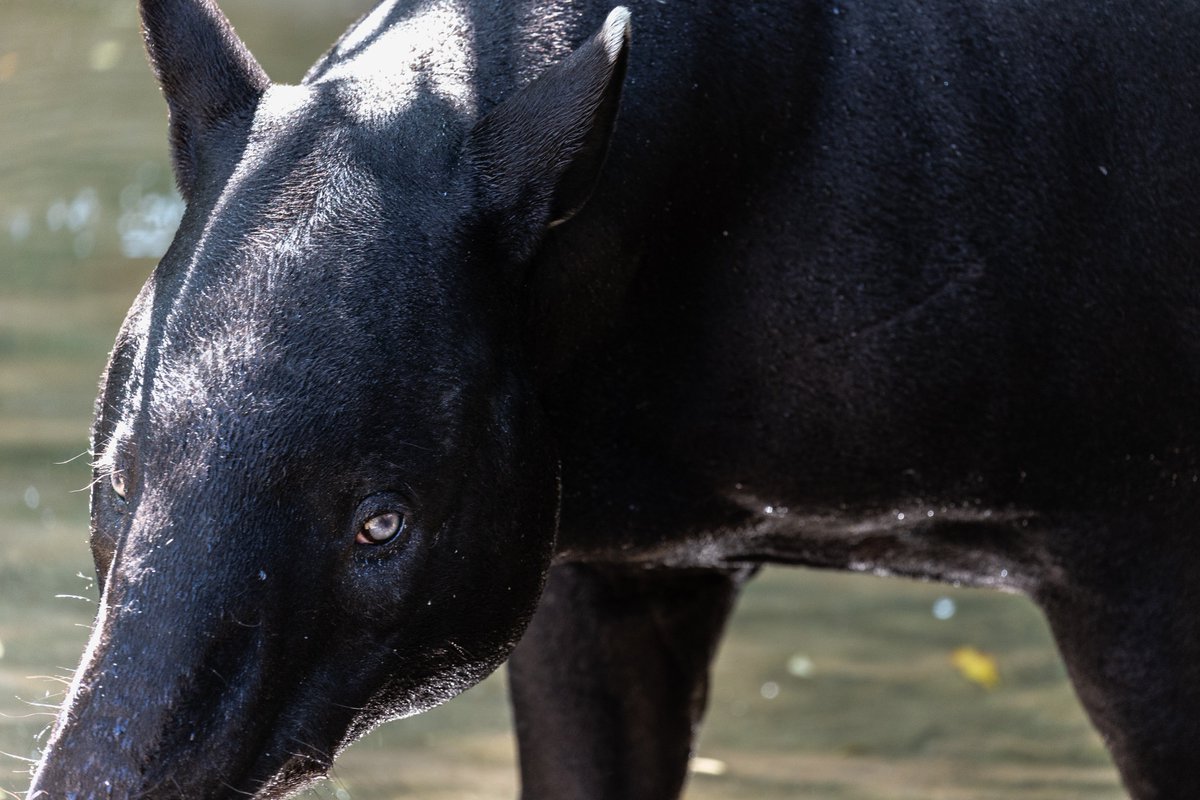 Tapir eyes are easy to overlook, but they are indeed beautiful (even if  they aren't particularly strong). They often have eye problems in captivity  because of ultraviolet light, to which they aren't, image size:1200x800