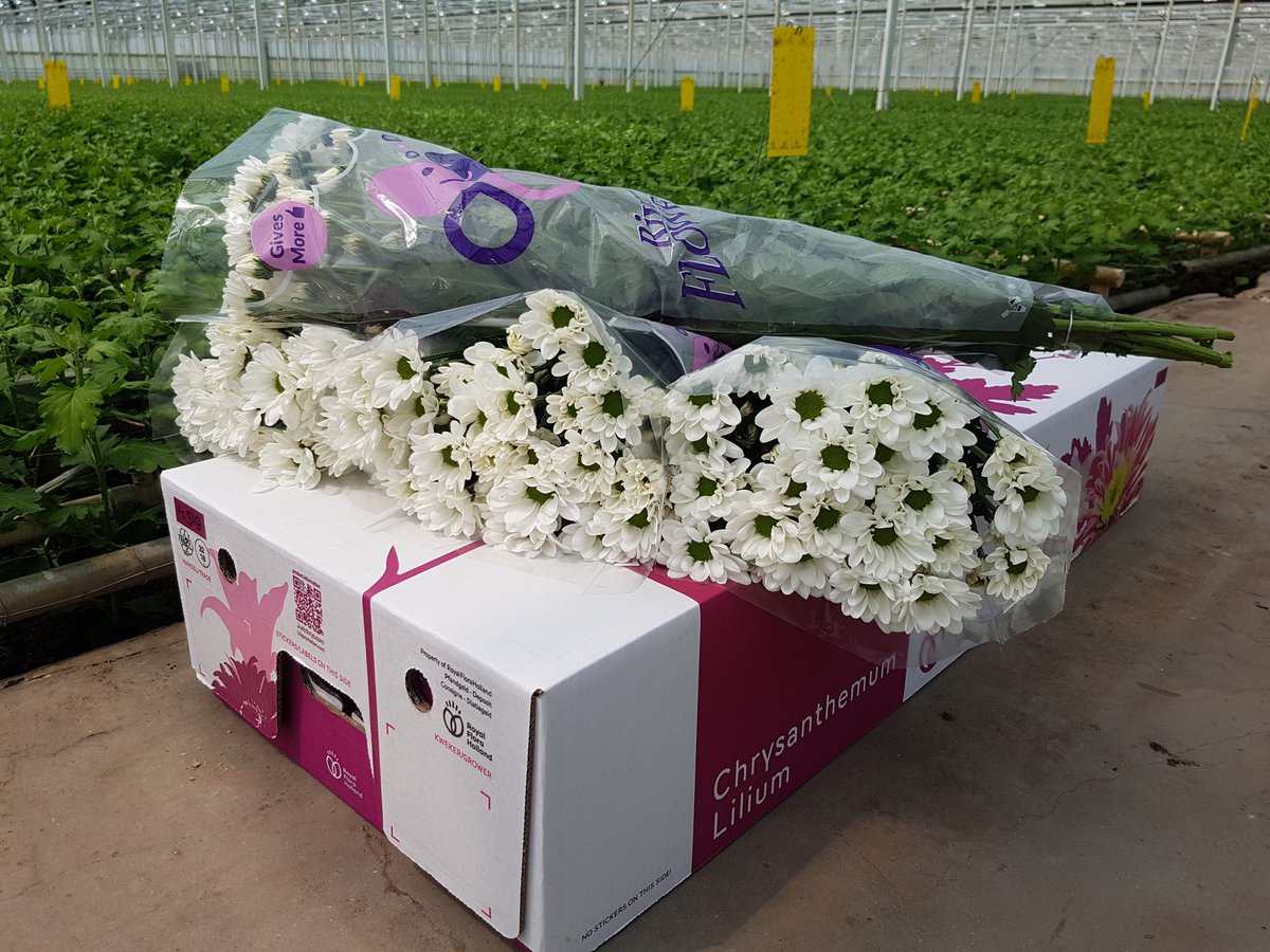 _RiverFlowers's tweet photo. Eerste Chic zijn weer geoogst en beschikbaar @FloraMondo en morgen in Naaldwijk @claudiadegarde en K09 Naaldwijk! https://t.co/BEbUnQWUuB