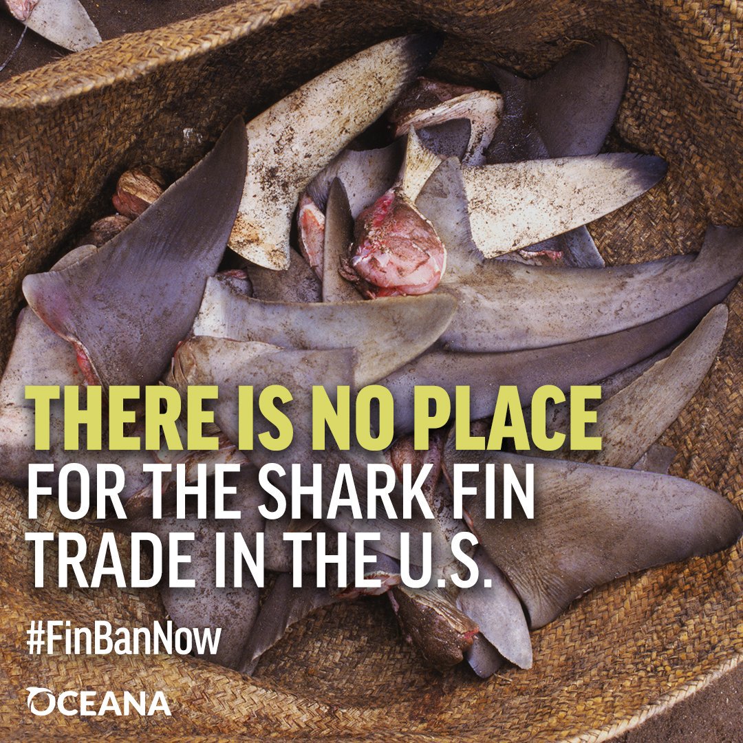 BPPMHKPJambi's tweet photo. #07Juni |It's time to protect #sharks. 

Together to support a nationwide ban on the trade of shark fins #FinBanNow 
@HumasBKIPM 
@desam1987 
@susipudjiastuti 
@rinajanwar2201 https://t.co/YJUb056yYo