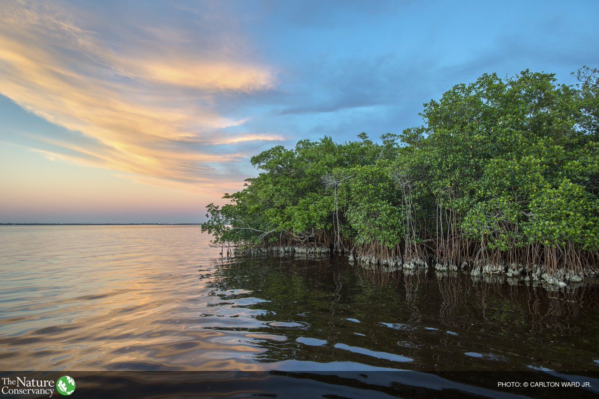 BPPMHKPJambi's tweet photo. #07Juni |If today's mangroves were lost, 18 million more people around the world would experience flooding every year. Our natural ecosystems are more important than we realize: 
@HumasBKIPM 
@desam1987 
@rinajanwar2201 
@susipudjiastuti https://t.co/dktb05N96D