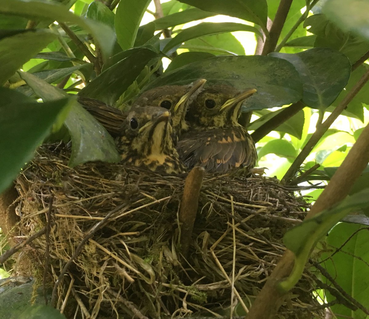 andredonker's tweet photo. Veel jonge vogels vliegen uit. Goede reden om katten uit de tuin te houden en diepe bakken met water te vervangen voor schalen zodat jonge vogels wel kunnen drinken maar  niet verdrinken. https://t.co/ZJau4noBdJ