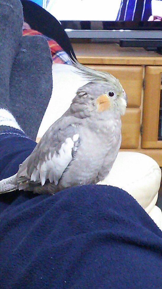 miyachan_888's tweet photo. @DBpcDXurQrfkIov    #拡散RTお願い致します  #迷子鳥   #オカメインコ   大事な愛娘を迷子にしてしまいもうすぐ１ヶ月。保護されている方、見かけた方、情報をお願いします🙇‍♀️
#上越市 #インコ #保護 #交通公園 #五智公園 #上越よみうり #上越タウンジャーナル #警察 https://t.co/XPozXYBv5K