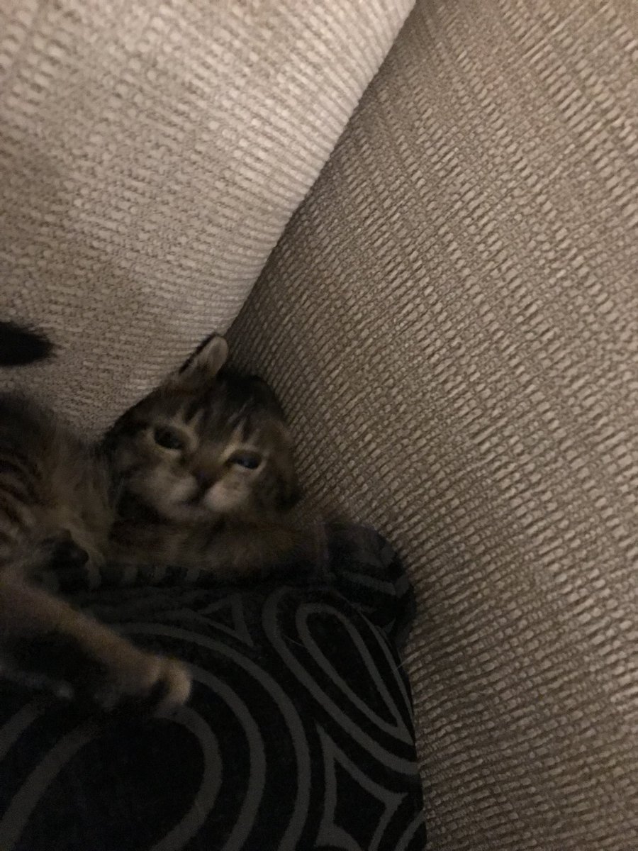 Haven’t tweeted in a while so I’ve got a controversial stance: kittens are adorable. #metal #controversial #fightme #kittens #cats