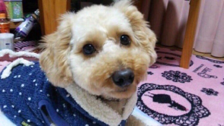 miyachan_888's tweet photo. #拡散RTお願い致します  #埼玉県杉戸町 迷子のモナちゃん情報が頼りです！
宜しくお願いします‼︎
メス、薄茶、胴長、短足のプードルです。人、犬を怖がる子を保護してくださっている方いませんか？
似ている子がいたら教えてください。

お願いします。 https://t.co/ZYr7EcS7jH