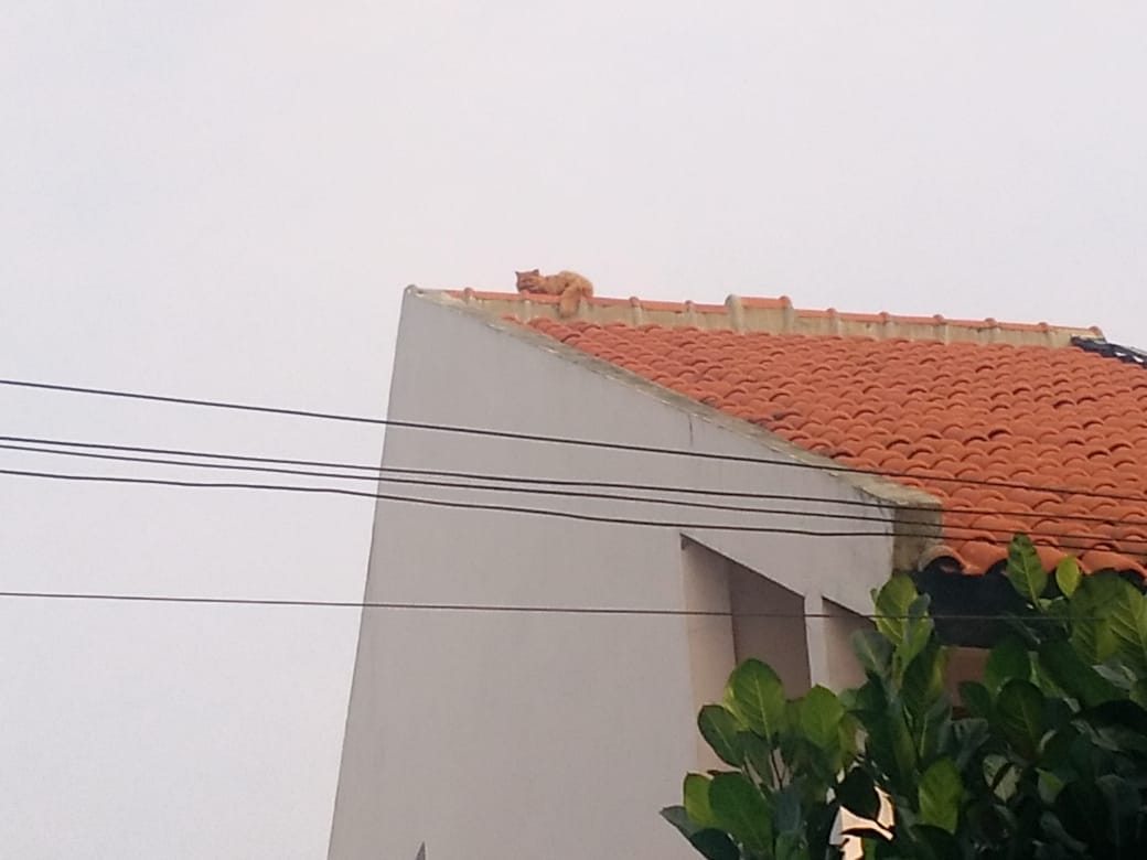 kebakaranbdg's tweet photo. Setelah bberapa jam seekor kucing terjebak di atas genteng , akhirnya bisa di turunkan dengan selamat oleh petugas Rescue Diskar Pb di jln Pratista 2 antapani.#catlovers 
@diskar_bdg @HumasBdg @BDG_CommandCtr 
@infobdg @sekitarbandung_ @PRFMnews https://t.co/IKP6r4bxGu