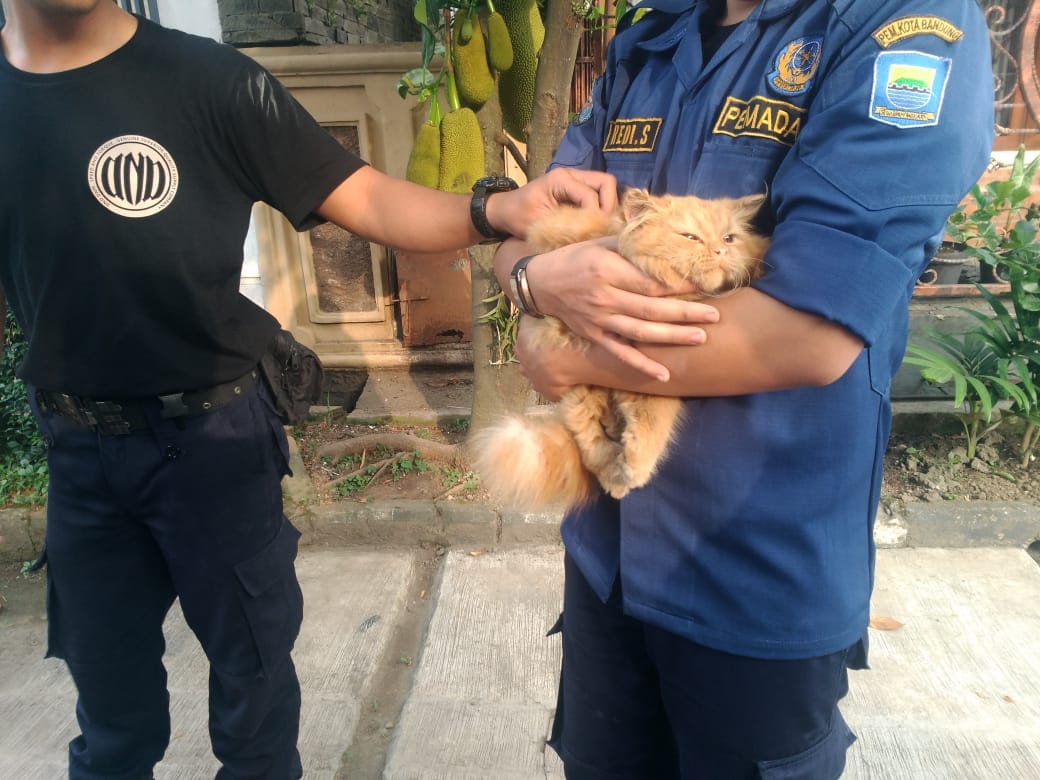 Setelah bberapa jam seekor kucing terjebak di atas genteng , akhirnya bisa di turunkan dengan selamat oleh petugas Rescue Diskar Pb di jln Pratista 2 antapani.#catlovers 
@diskar_bdg @HumasBdg @BDG_CommandCtr 
<a href="/infobdg/">BANDUNG ᮘᮔ᮪ᮓᮥᮀ</a> <a href="/sekitarbandung_/">sekitarBANDUNGcom</a> <a href="/PRFMnews/">Radio PRFM</a>